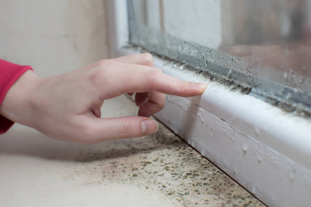 Best Airborne Mold Testing  in East Wenatchee, WA