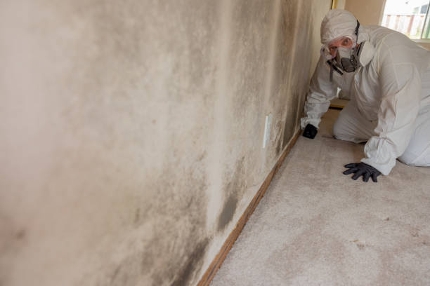 Best Basement Mold Removal  in East Wenatchee, WA